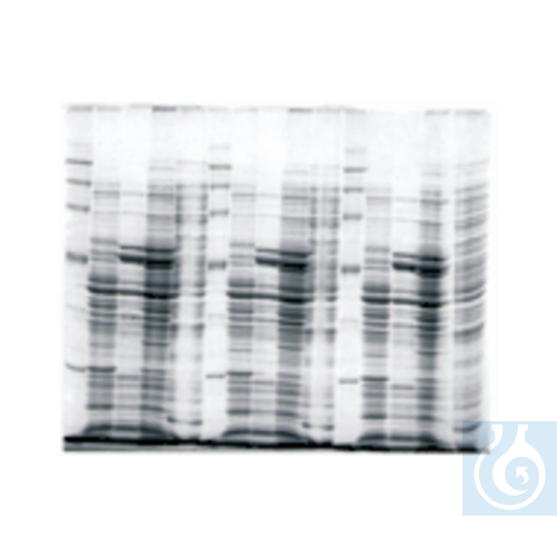 Owl&trade; Dual-Gel Vertical Electrophoresis Sy...