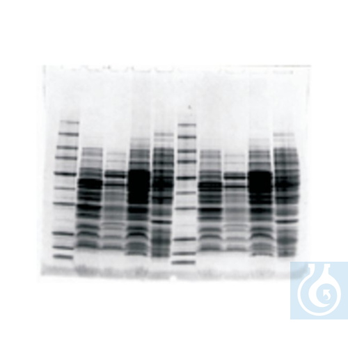 Owl&trade; Dual-Gel Vertical Electrophoresis Sy...
