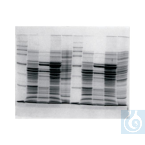 Owl&trade; Dual-Gel Vertical Electrophoresis Sy...