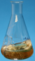 Erlenmeyer con deflector, frasco de cultivo, 25,50,100,250,500,1000,2000,5000 ml Erlenmeyer con...