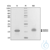Recomb human R-spondin 3 protein 0.1mg Free delivery on RUO growth factors...