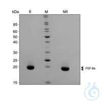 Recombinant human FGF-8a protein 0.1mg Free delivery on RUO growth factors...