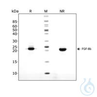 Recombinant human FGF-8b protein 0.1mg Free delivery on RUO growth factors...
