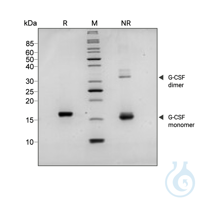 Recombinant human G-CSF protein 0.1mg Free delivery on RUO growth factors and...