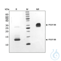 Recomb human PDGF-BB protein0.1mg Free delivery on RUO growth factors and...