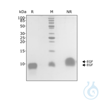Recombinant human EGF protein 0.5mg Free delivery on RUO growth factors and...