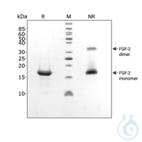 Recombinant FGF2-G3 protein 0.1mg Top Features of Recombinant FGF2-G3 Protein...