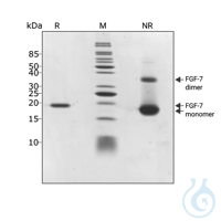 Recomb human KGF (FGF-7) protein 0.01mg Free delivery on RUO growth factors...