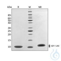 Recomb human IGF-1 LR3 protein 0.1mg Free delivery on RUO growth factors and...