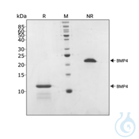 Recombinant human BMP-4 protein 0.1mg Free delivery on RUO growth factors and...