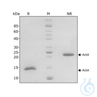 Recomb human Activin A protein 0.1mg Free delivery on RUO growth factors and...