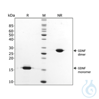 Recombinant human GDNF protein 0.1mg Free delivery on RUO growth factors and...