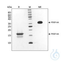 Recomb human PDGF-AA protein 0.1mg Free delivery on RUO growth factors and...