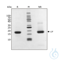 Recombinant human LIF protein 0.1mg Free delivery on RUO growth factors and...