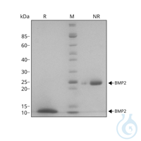 Recombinant human BMP-2 protein 0.1mg Free delivery on RUO growth factors and...
