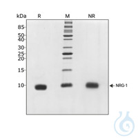 Recombinant human NRG-1 protein 0.1mg Free delivery on RUO growth factors and...