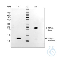 Recombinant human TGF-?3 PLUS protein Free delivery on RUO growth factors and...