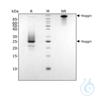 Recombinant human Noggin protein 0.1mg Free delivery on RUO growth factors...