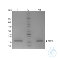 Recombinant human FGF-10 protein 0.1mg Free delivery on RUO growth factors...