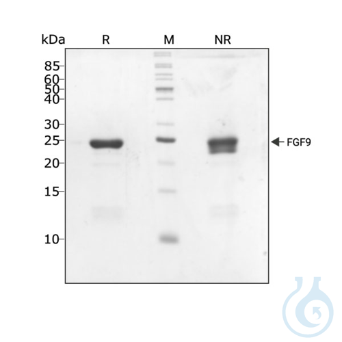 RUO Recombinant Human FGF-9 Protein