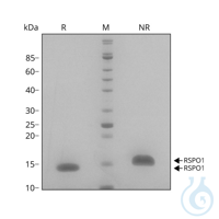 Recomb human R-spondin 1 protein 0.1mg Free delivery on RUO growth factors...
