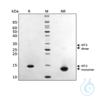 Recombinant human NT-3 protein 0.1mg Free delivery on RUO growth factors and...