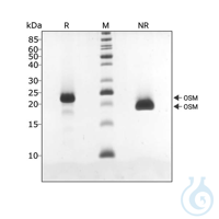 Recombinant human OSM protein 0.1mg Free delivery on RUO growth factors and...