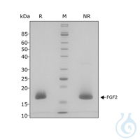 Recomb human FGF-2 protein 154 aa 0.1mg Top Features of Recombinant Human...