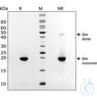 Recombinant human SHH protein 0.1mg Free delivery on RUO growth factors and...