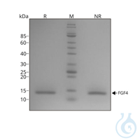 Recombinant human FGF-4 protein 0.1mg Free delivery on RUO growth factors and...