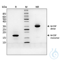 Recombinant human M-CSF protein 0.025mg Top Features of Recombinant Human...