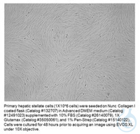 Nunc™ Poly-D-Lysine or Collagen I Coated EasYFlasks™ Enhance cell attachment to...