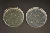 TOS-Propionat Agar (Base) GranuCult&reg; prime Inhalt pro Packung: 500,000 GRM...