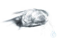 2Artikel ähnlich wie: Glaswolle Inhalt pro Packung: 1,000 KGM  CAS: 65997-17-3  Zolltarifnummer:...
