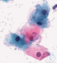 Zytologische Standardf&auml;rbung nach ;Szczepanik f&uuml;r die Mikroskopie ;CYTOCOLOR&reg;...