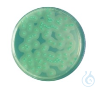 2Artikel ähnlich wie: ChromoCult&reg; Listeria Agar Selektiv- Supplement Lyophilisat f&uuml;r die...