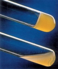 Bactident&reg; Coagulase EDTA-Kaninchenplasma, lyophilisiert Inhalt pro Packung:...