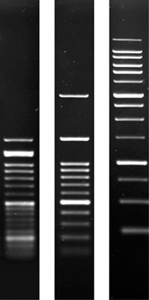 SERVA: Agarose SERVA für DNA-Elektrophorese, reinst, 500G
