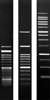 SERVA: Agarose SERVA für DNA-Elektrophorese, reinst, 100G Agarose SERVA für DNA-Elektrophorese...