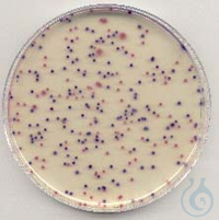 Brilliance E. coli/coliform Selektiv-Agar, Nachweis von E.coli und coliformen...