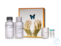 ECL WESTERN BLOTTING ANALYSIS