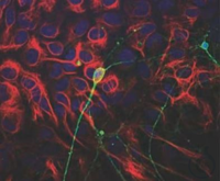 Anti-Beta III, Tubulin Anitbody, CHKX-500&micro;l, VE= 1 St&uuml;ck, 60804362 Achtung:...