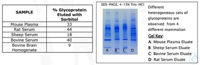 Glykoprotein-Anreicherungs-PBA-Kit  NuGel Glykoprotein-Anreicherungs-PBA-Kit mit Phenylboronsäure...