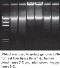 7Artikel ähnlich wie: DNAzol® DNAzol® (DN 127)
DNAzol® is for use with tissues, cells and liquid...