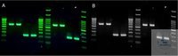 Atlas ClearSight DNA Stain