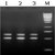 Atlas HotTaq DNA Polymerase Titan HotTaq DNA Polymerase (Fig. 1) is a modified Titan Taq DNA...