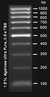 Atlas Star 100 bp DNA Ladder EXPRESS Atlas 100bp DNA Ladder consists of multiple repeats of...