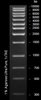 Atlas Star 1Kb DNA Ladder Express Atlas Star 1 Kb DNA Ladder consists of 13 fragments: 300 bp,...