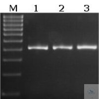 Atlas Taq DNA Polymerase