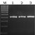 Atlas Taq DNA Polymerase Atlas RedTaq DNA Polymerase catalyzes 5´ to 3´ synthesis of DNA, but...